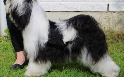 9.7.16 Pieksämäki Show