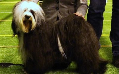 14.-15.1.17 Kajaani Int Show