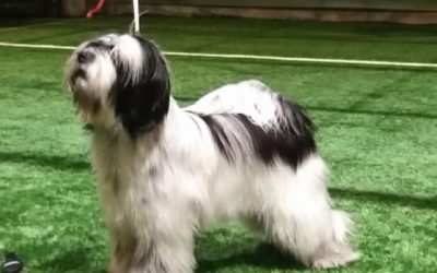 Kajaani Int Shows 12.-13.1.2019