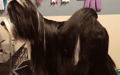 Siikajoki Show 7.9.2019