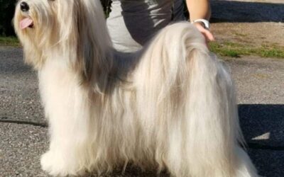 Jyväskylä Show, 13.9.2020