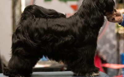 Maastricht Int Show, NL, 26.9.20