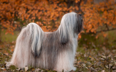 Autumn pictures of my beautiful Góa