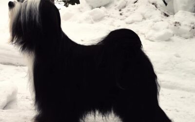 Honeycreek & Ashlyn Queen Of Diamonds At Tibicinan -Cher-