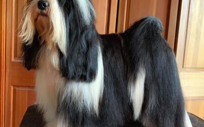 US Ch GCh Tibicinan Re Di Denari