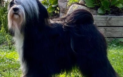 Puppies coming/pentuja tulossa