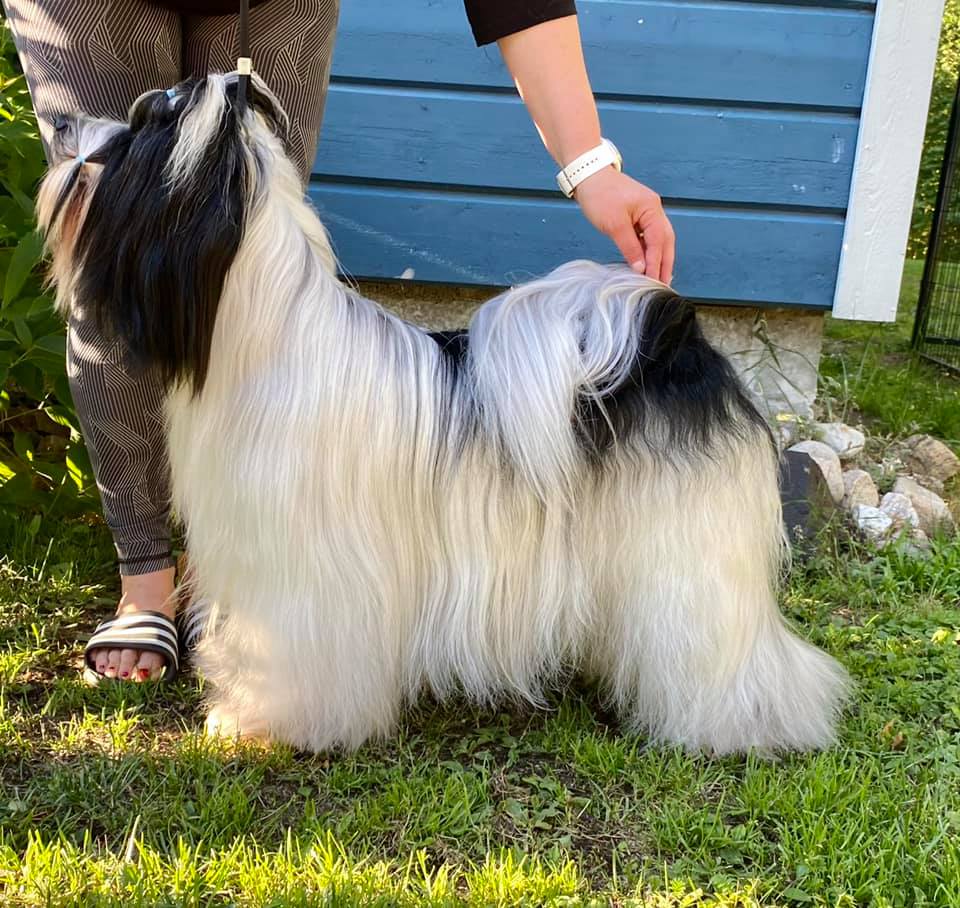 Tibicinan B-litter is born