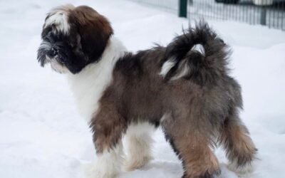 Tibicinan Bossa Nova -Manu-