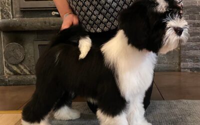 Tibicinan Berry Bliss -Marja-Terttu-