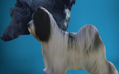 Tibicinan C-litter in April 2022