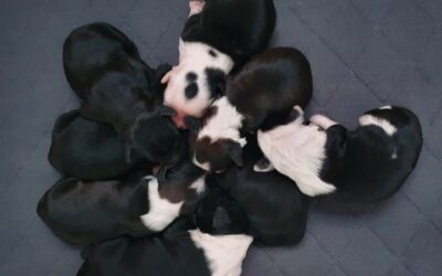 Tibicinan C-litter is born 21.4.22