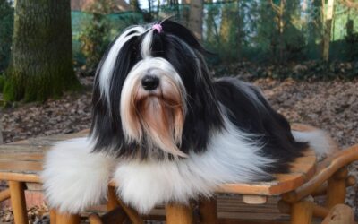 J Ch Tibicinan Bubbling Diamond -Bounty-